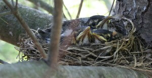 Trees and shrubs give shelter to birds. 