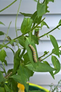 If you want Monarch butterflies, plant milkweed for the caterpillars. 