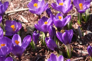 Plant bulbs, such as crocus, for early bloom and late-season plants, such as asters, for late bloom. 
