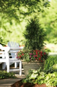 Arborvitae makes a dramatic statement in a container. Photo courtesy of Proven Winners
