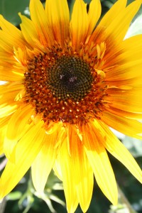 Children love to grow sunflowers from seed, especially the big ones. 