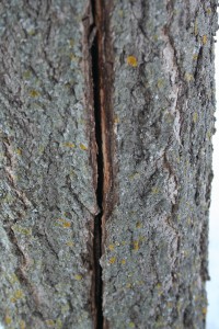 Some trees will actually crack after a difficult winter. Most will heal themselves. 