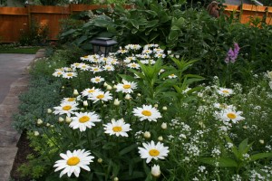 White blooms brighten the shades of green in this bed. 