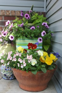 pansies and petunias
