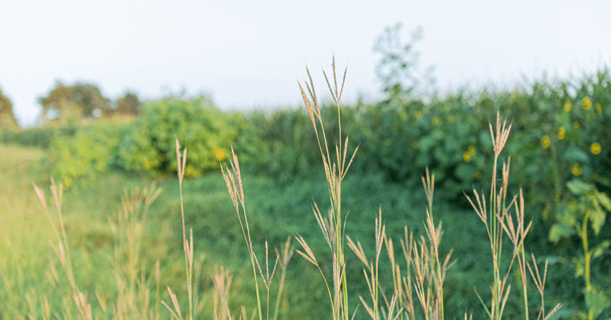 Little Bluestem growing in a yard