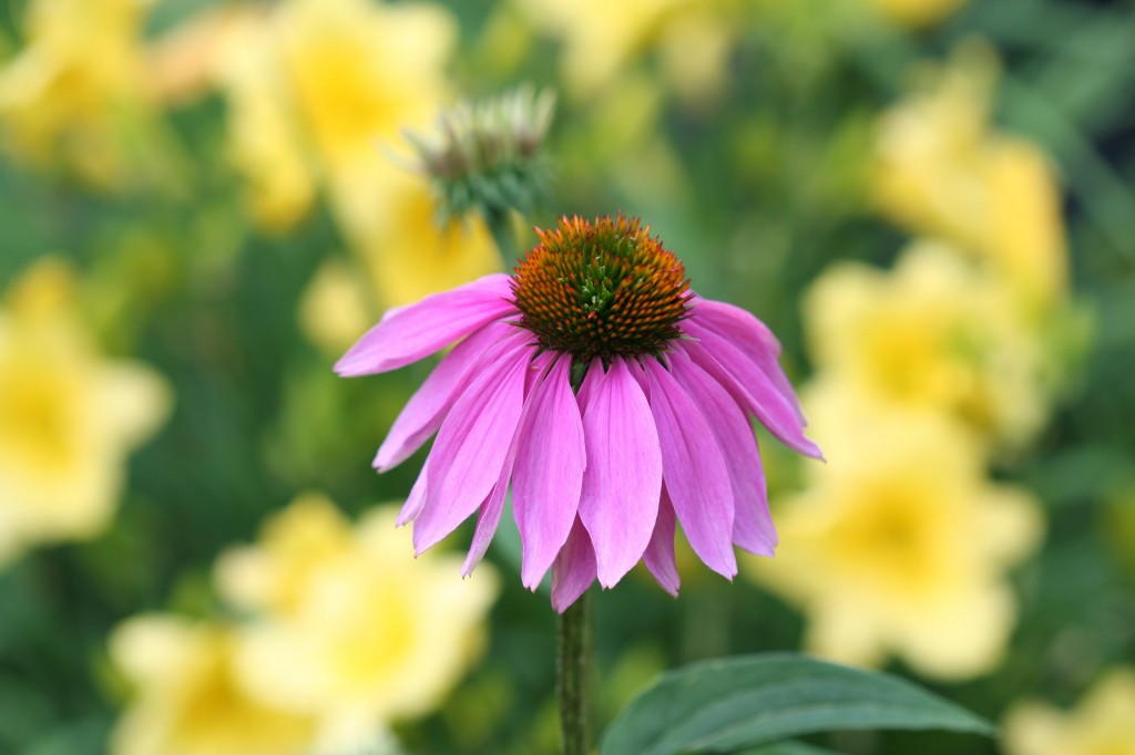 Purple coneflowers look even more striking in front of yellow daylilies. 