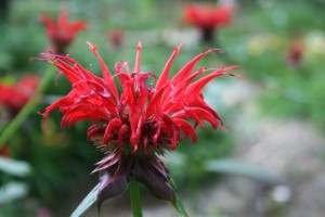 monarda closeup