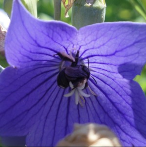 A bee seeks pollen from a balloon flower at the Minnesota Landscape Arboretum. 