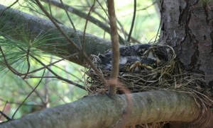 Plant native plants to bring in the birds. 