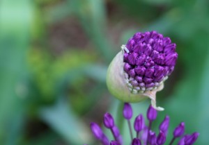 'Purple Sensation' allium about to bloom. They make a dramatic statement in the spring garden. 