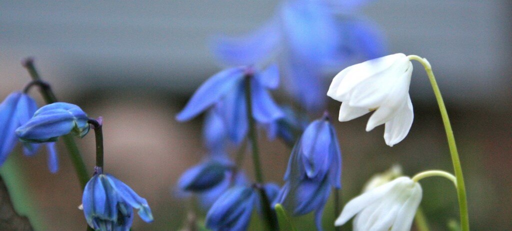Plant minor bulbs such as squill for naturalizing. 