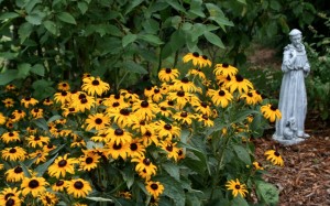 Planted in November, these black-eyed Susans survived their first winter and bloomed for years. 