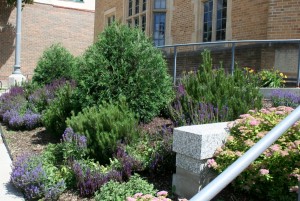 One of the many Northfield public areas planted by Judy Code. 