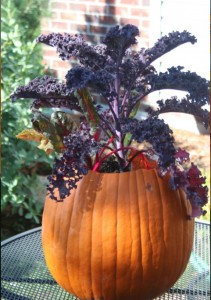 Here's a fun fall container idea! Plant a pumpkin with a tall purple kale. 