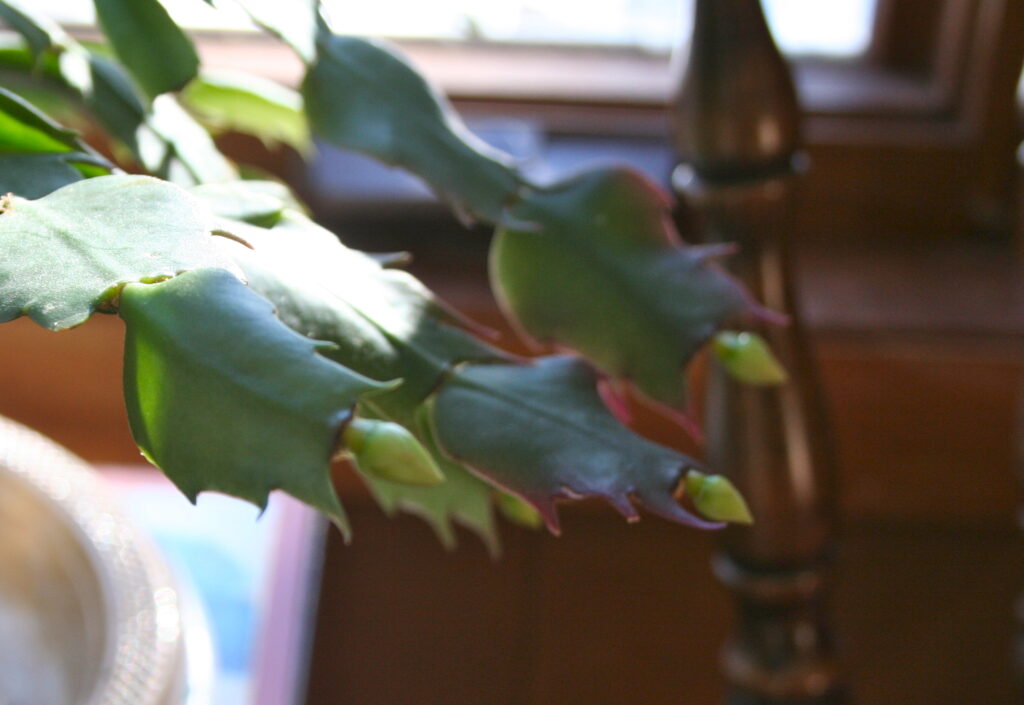 Thanksgiving cactus closeup