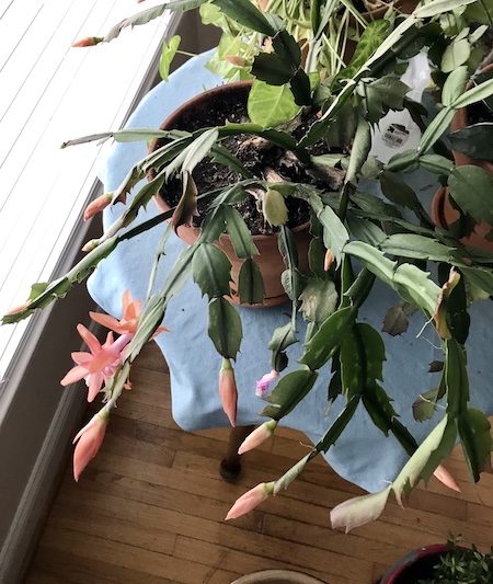 thanksgiving cactus in bloom