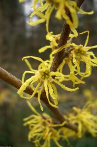 Common witch hazel bloom. Photo courtesy of USDA