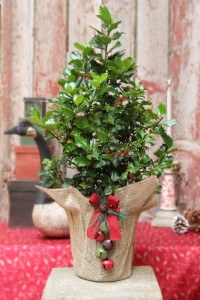 Happy Holly Berry Tree