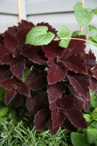 coleus