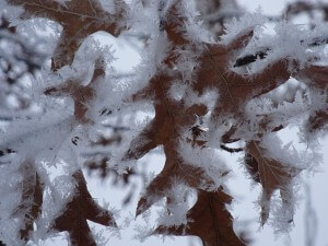 Oak leaves covered with hoar frost add magic to the winter landscape.