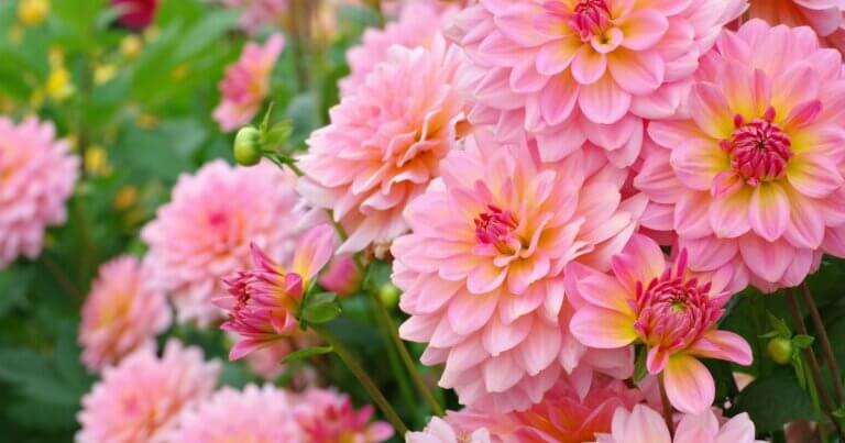 pink dahlias