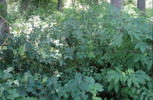 Buckthorn -- the baddest of the bad invasive plants.