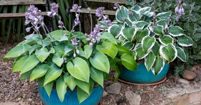 Grow Hostas in Pots? Why Not!