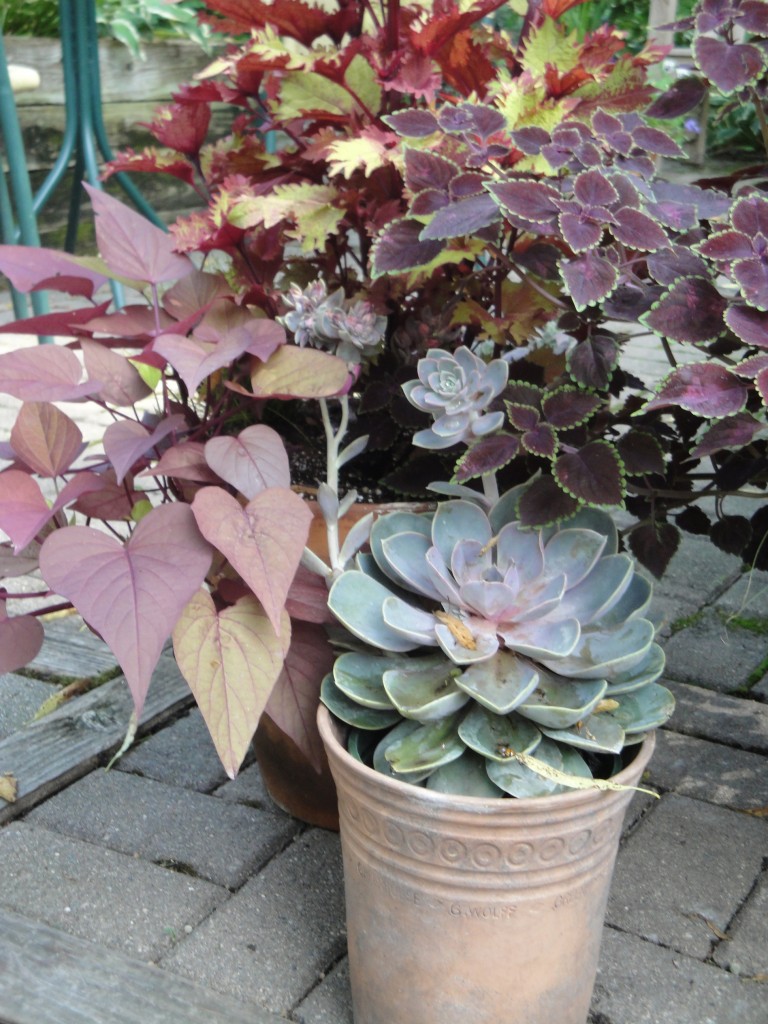 A grouping of all foliage containers adds interest all season long. 