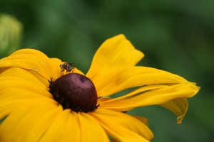 Pollinators and the plants they love will be the topic of several talks at the garden show. 