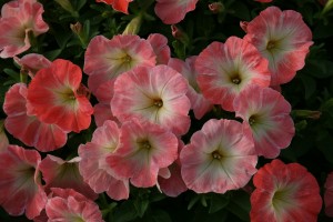 petunia peach morn
