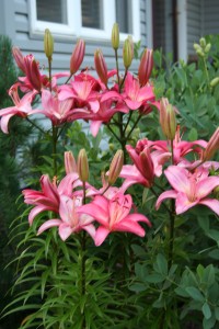'Toronto' lily, purchased from MSHS plant sale