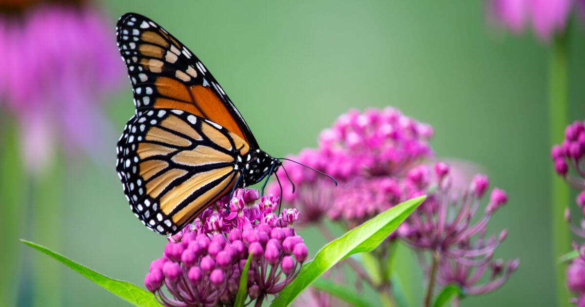 Butterfly on swamp milkweed