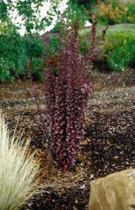 'Helmond Pillar' barberry (Plant photos courtesy of Bailey Nurseries Inc.)