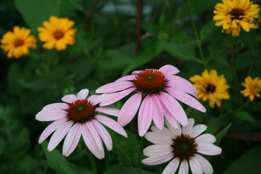 Purple coneflower -- a classic plant for butterflies for sunny, loamy sites. 