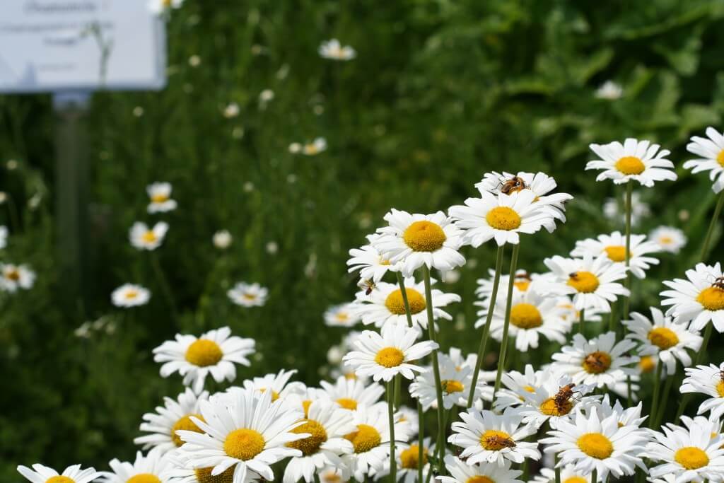 Pollinators swarmed the shasta daisies at the trial gardens at the U of M St. Paul campus last summer.