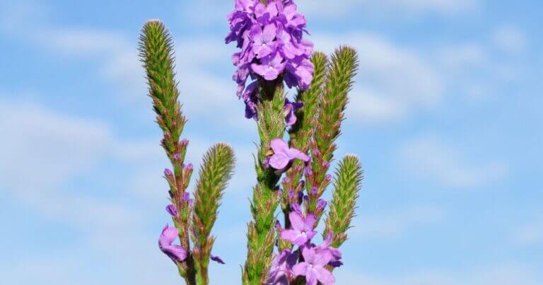 Best Plants for Bees and Other Pollinators