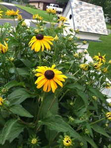 Rudbeckia in this suburban garden is a bee magnet. Great for a sunny, dry site. 