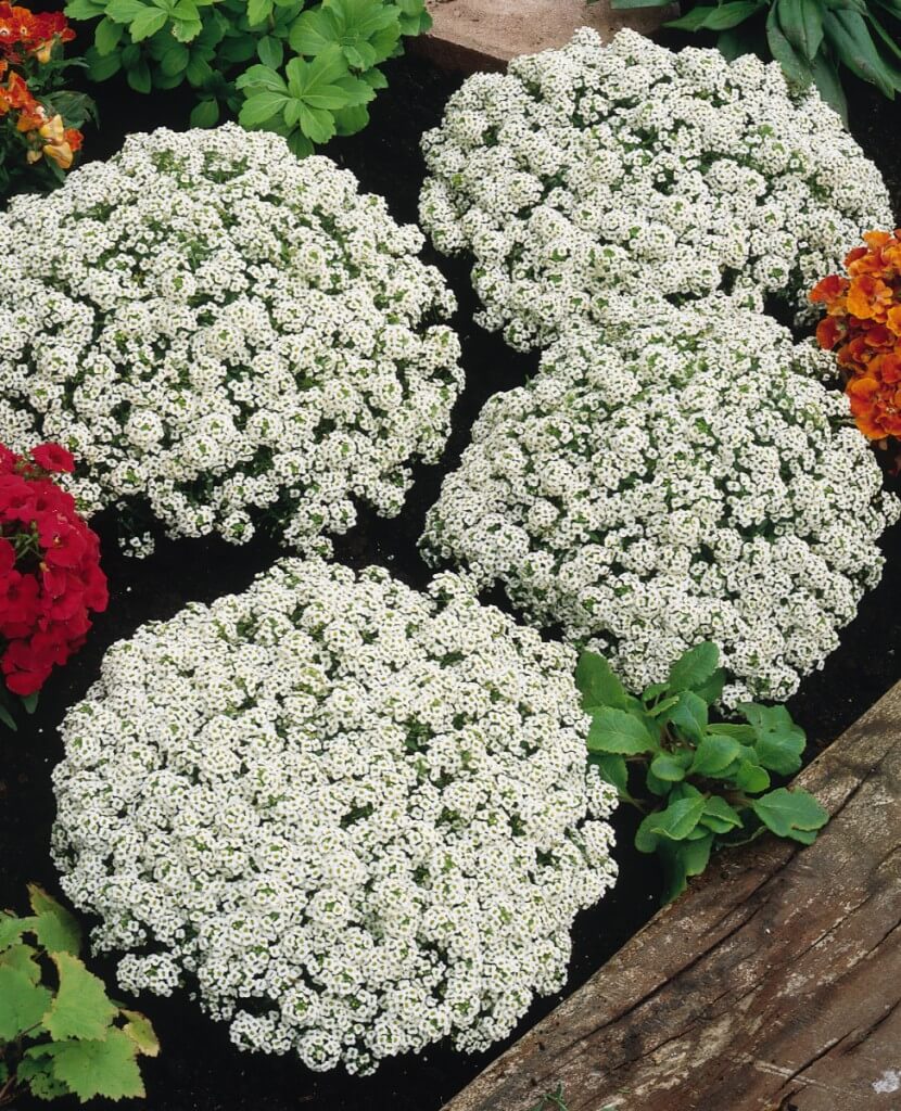 'Snow Crystals' alyssum Photo courtesy of Pan American Seed