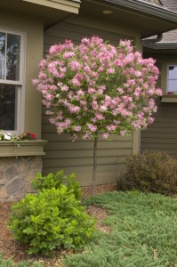 Tree form of Tinkerbelle® lilac. (Photo courtesy of Bailey Nurseries)