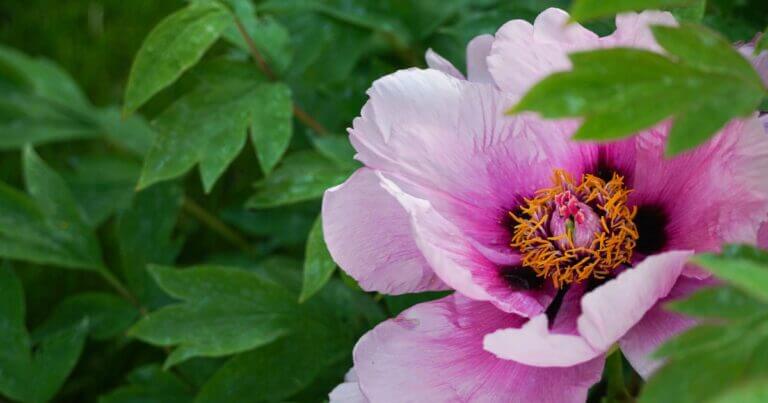 Plant Profile: Tree Peony