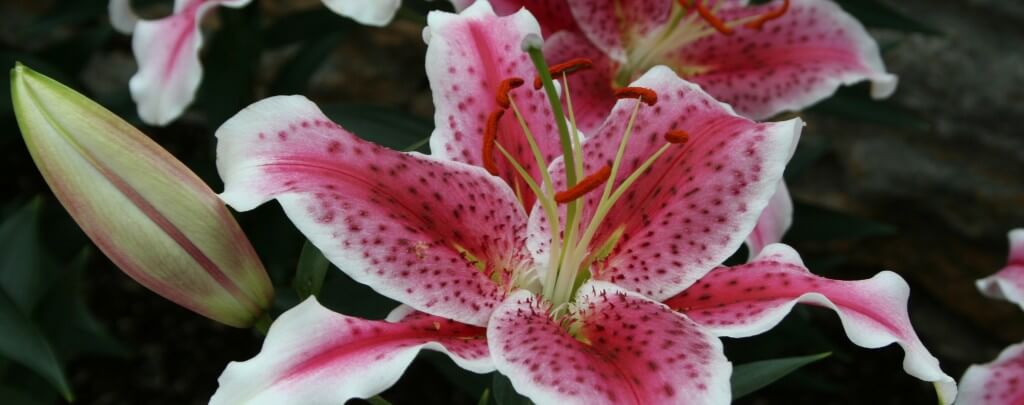 Buy great lily bulbs at the MSHS Open House