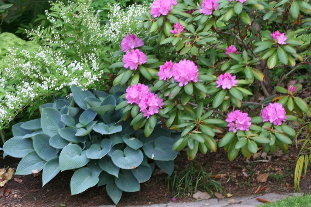 The bright pink blooms on the rhododendron really pop and complement the  blue hosta. Out of bloom season, the hosta is a calm underplant for the rhododendron. 
