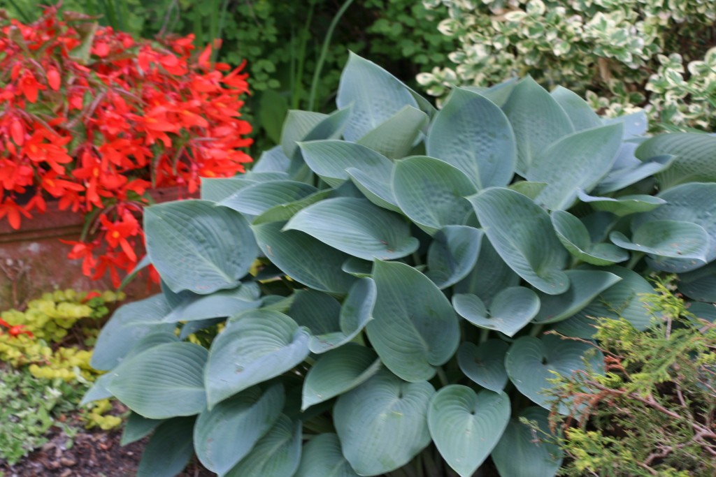The blue of the hosta mellows out the bright orange of the begonia behind it. In the garden, green functions as a neutral. 