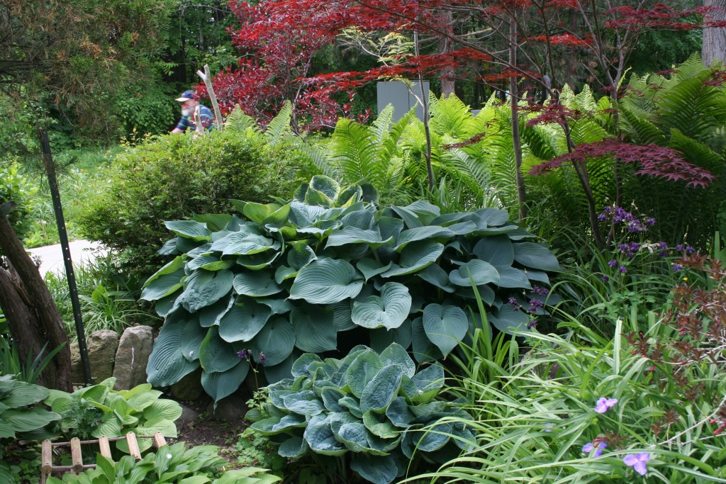 In this gorgeous planting, the hosta, the ferns and the Japanese maple are all visually strong, but they don't clash. 