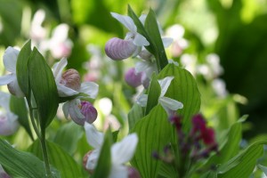 Betty Ann's boggy area included a large stand of showy lady slippers. 