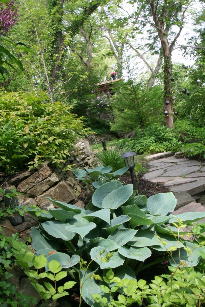 In this beautiful, but very vertical garden, the hosta edged a path and contrasted with the stonework. 