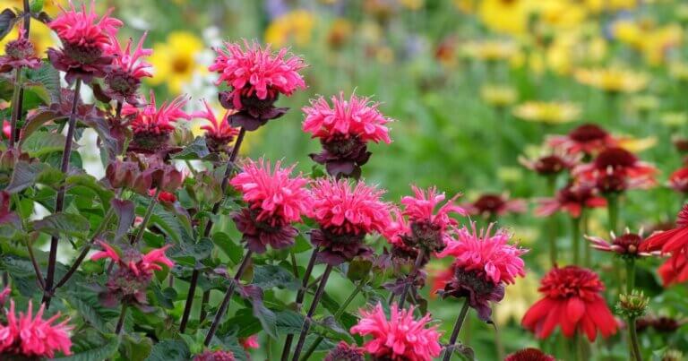 bee balm