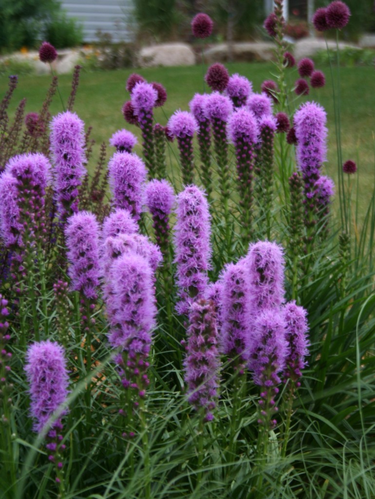 'Kobold' liatris has a bright purple bottlebrush flower that blooms from now through August. 