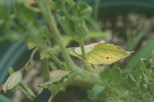 Northern gardeners are seeing lots of spotted and yellowing leaves, prompting them to ask, "What's wrong with my tomato?"