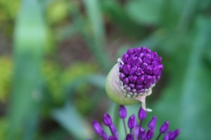 Plant giant allium in fall for a great spring show. 